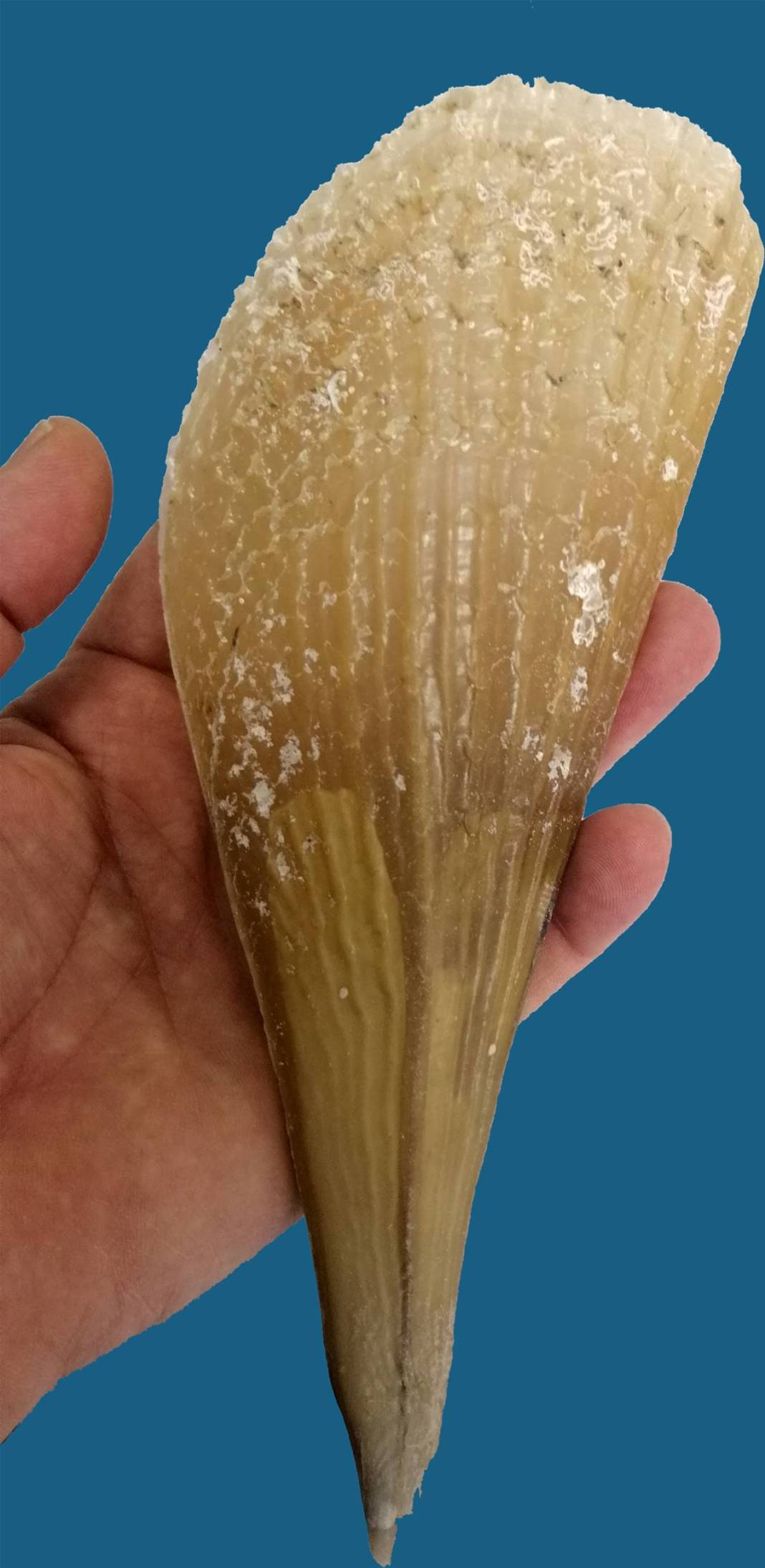 Marmara Denizi'nin son umuduydu: Cesetleri karaya vurdu! Uzmanlar endişeli, ekosistem tehlikede 3